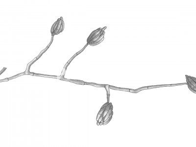 Fusarium